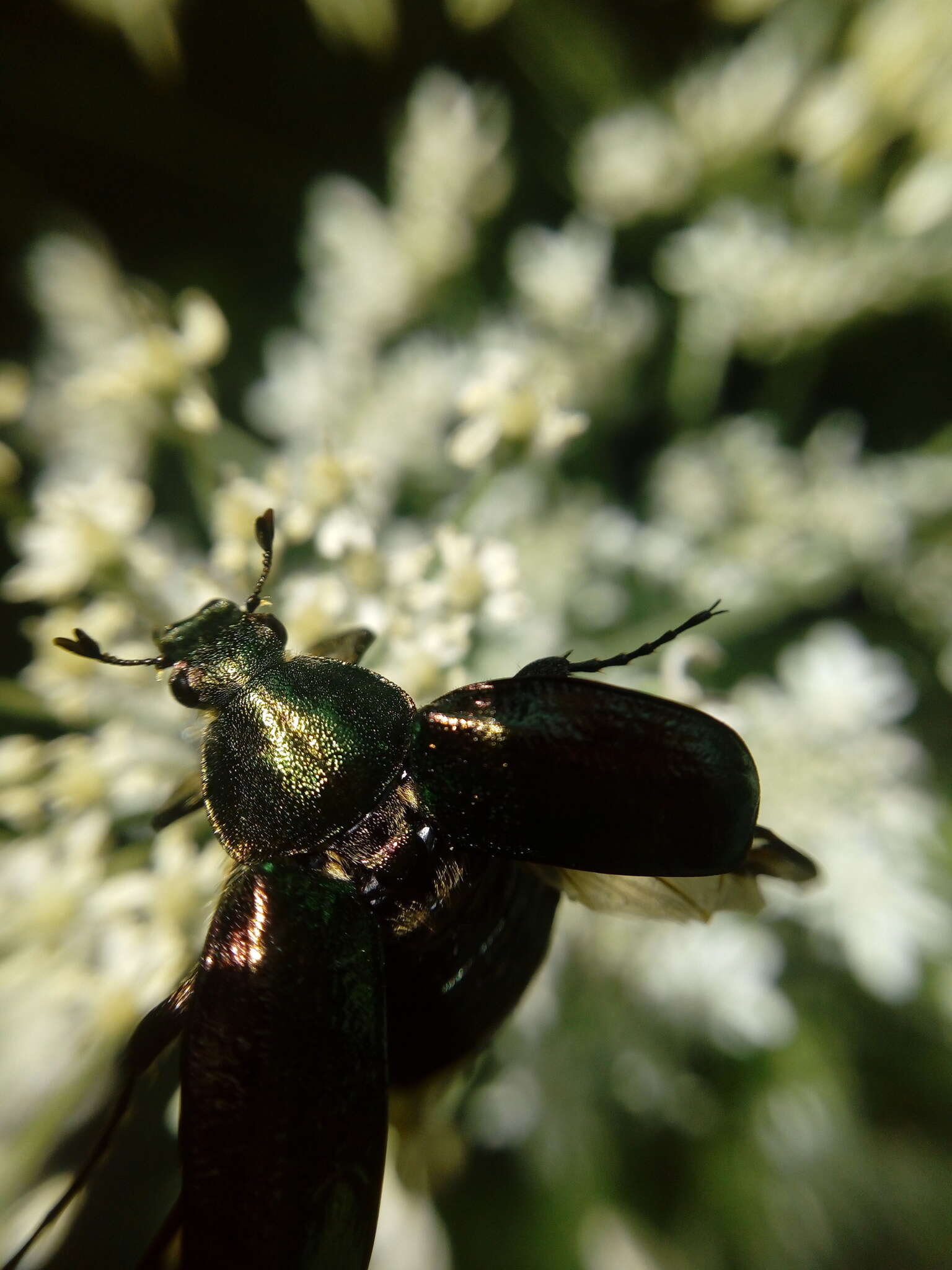 Image of Noble chafer