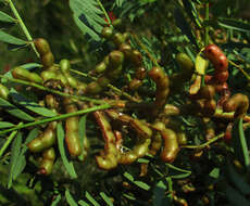 Image of Indigofera cryptantha subsp. cryptantha