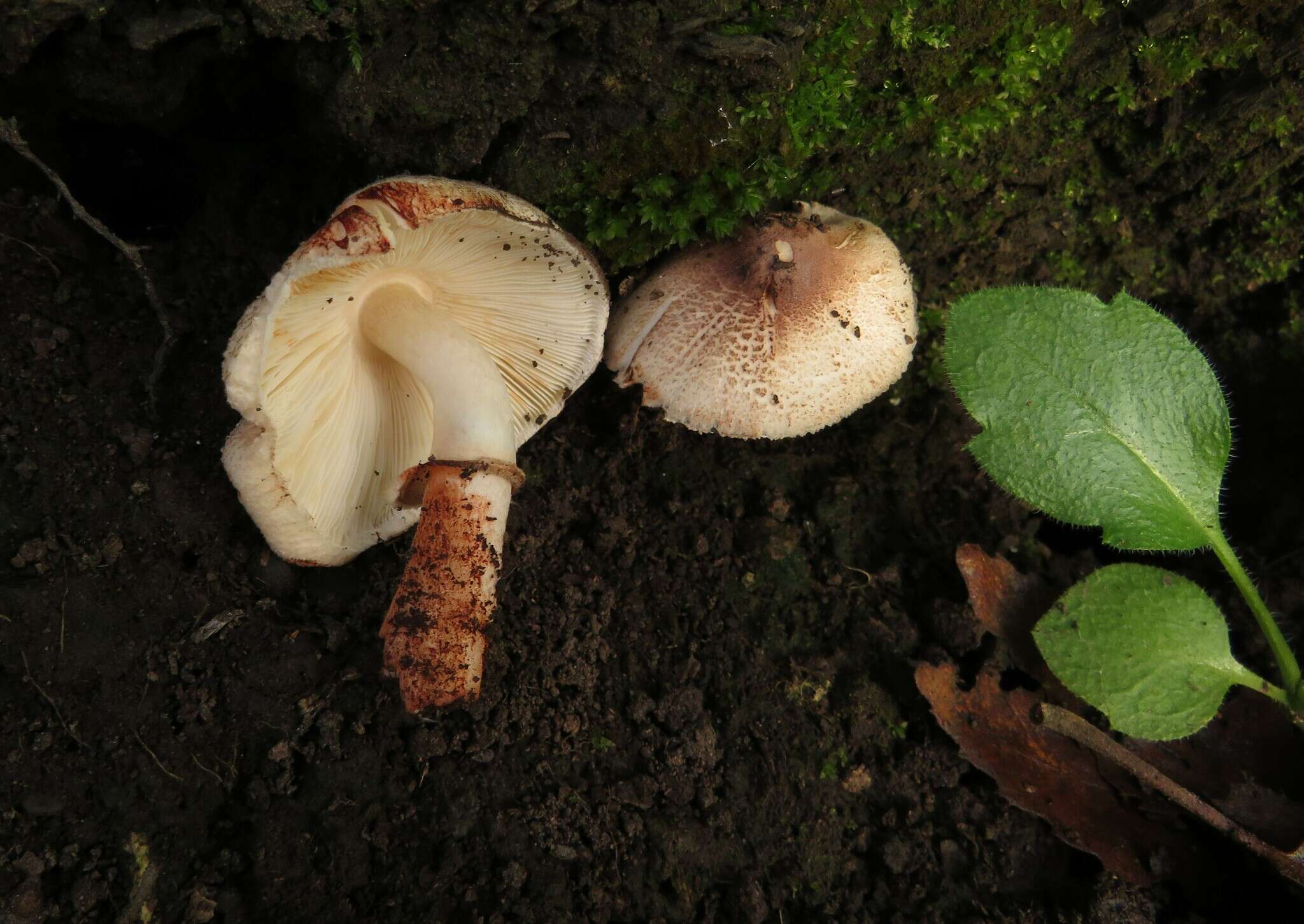 Image of Leucocoprinus badhamii (Berk. & Broome) Locq. 1943