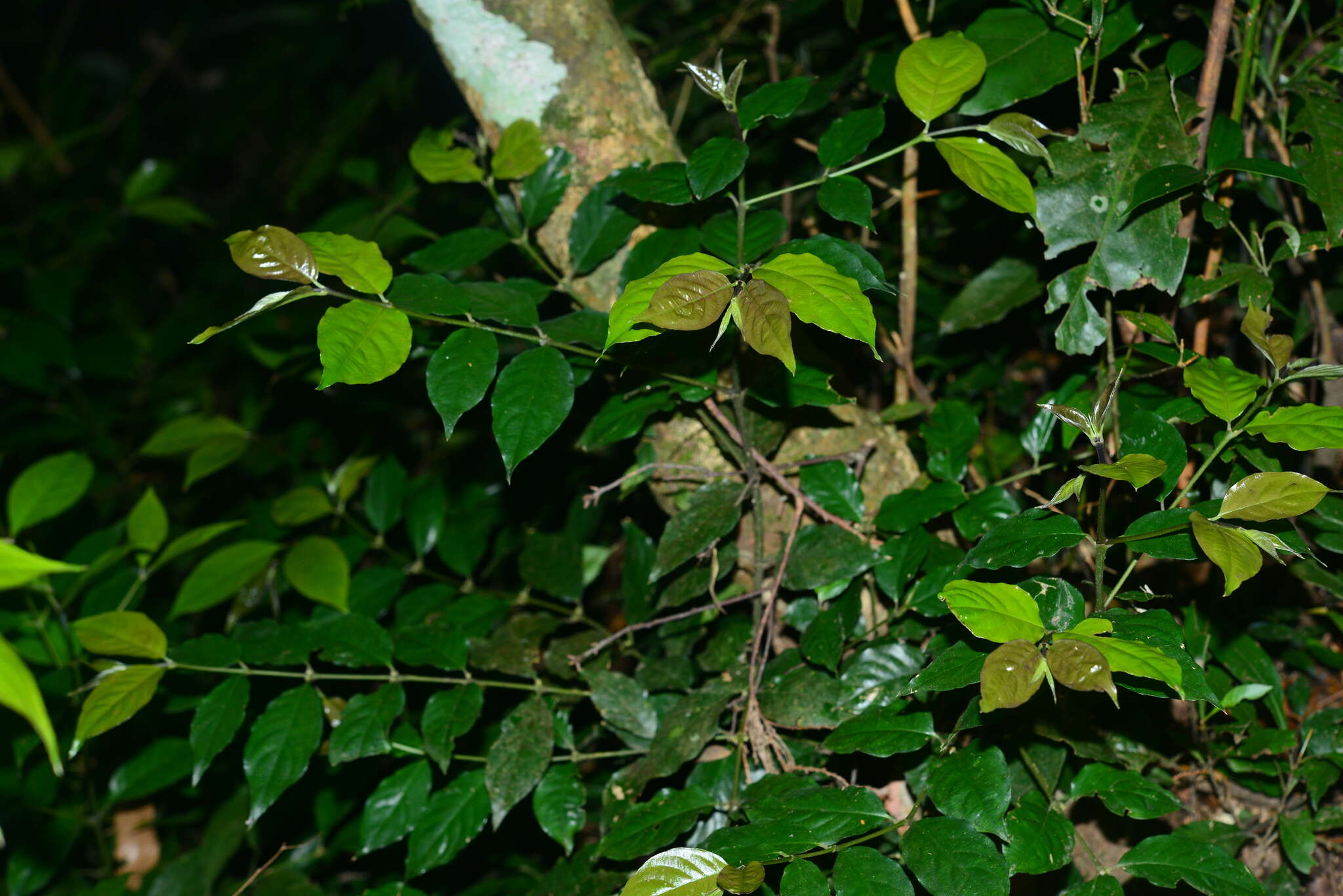Image of Lasianthus fordii var. microphyllus (Elmer) H. Zhu
