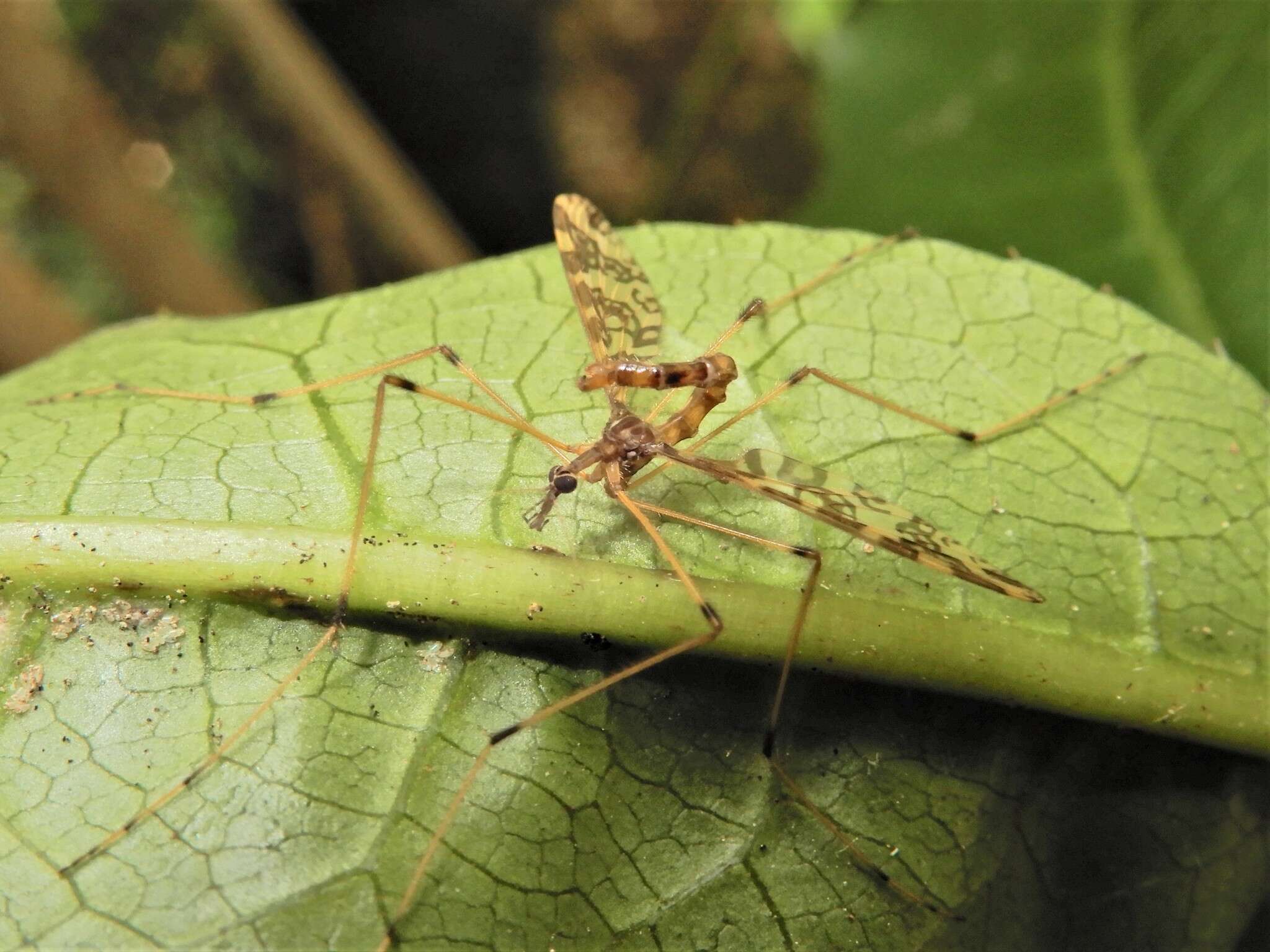 Слика од Mischoderus annuliferus