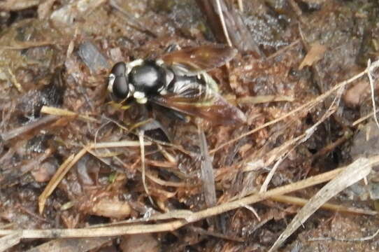 Image of Sericomyia militaris Walker 1849