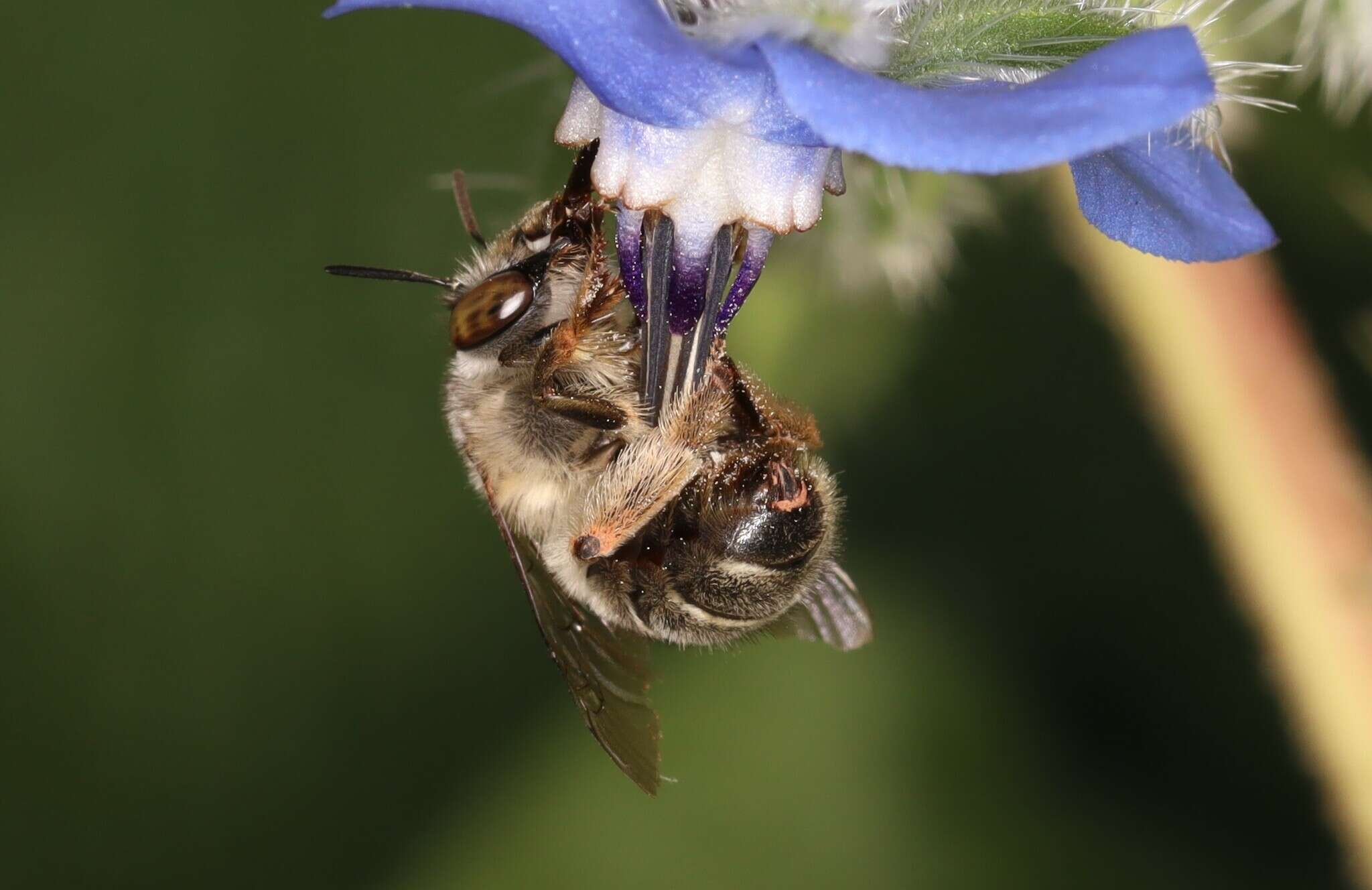 Image of Anthophora crassipes Lepeletier 1841