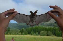 Image of Ognev’s Long-eared Bat