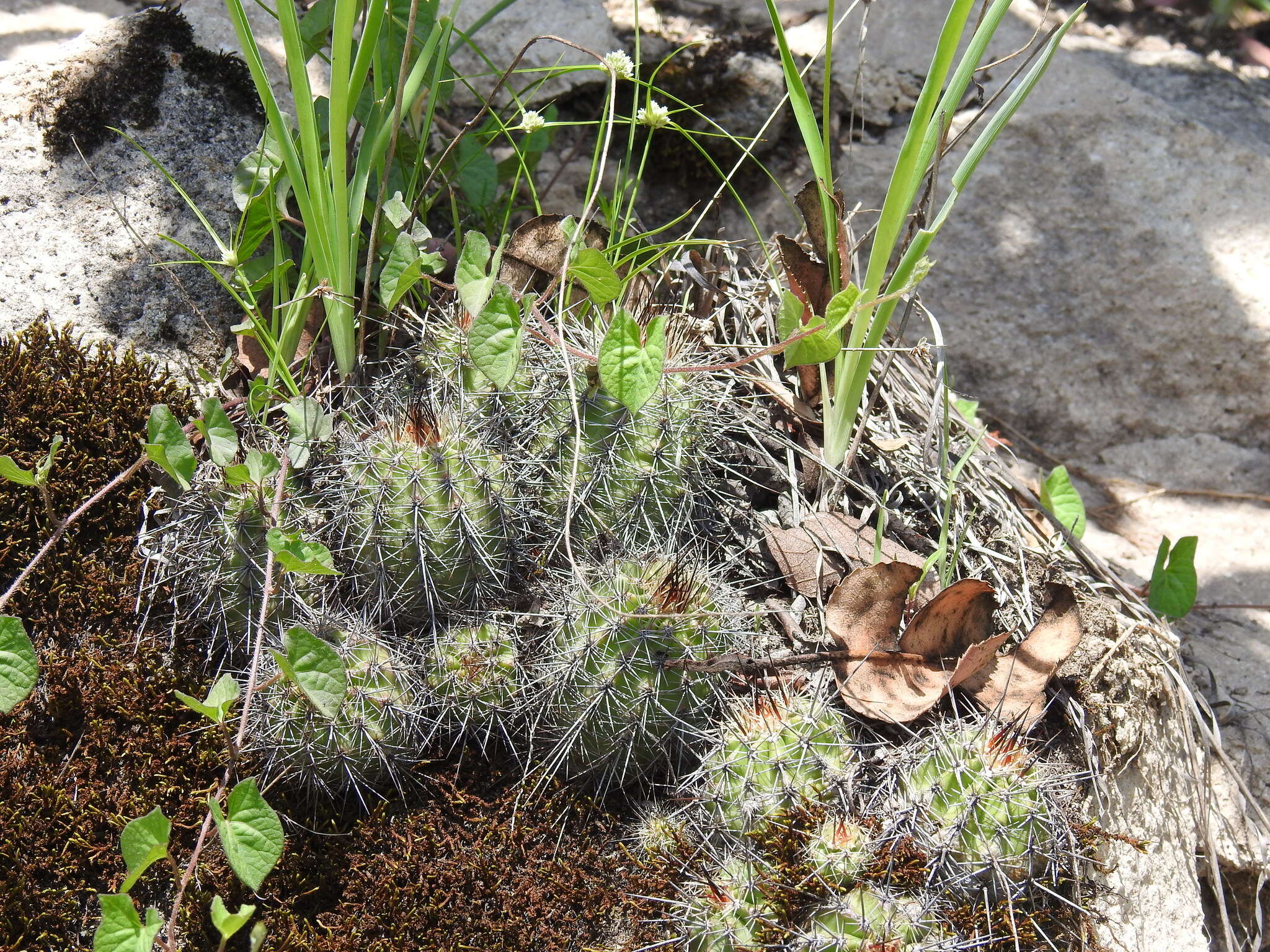 Image de Echinocereus polyacanthus Engelm.