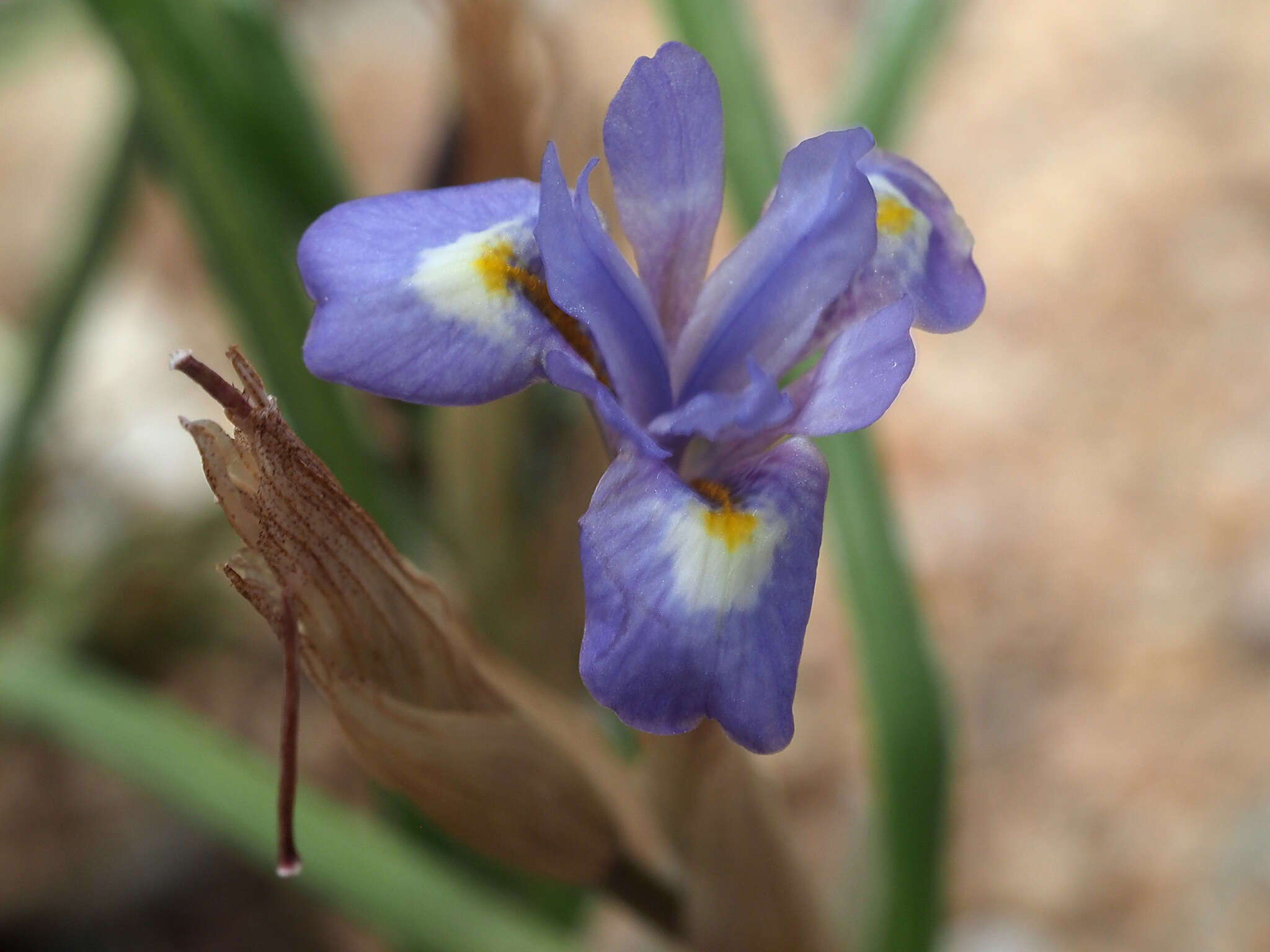 Image of Moraea mediterranea Goldblatt