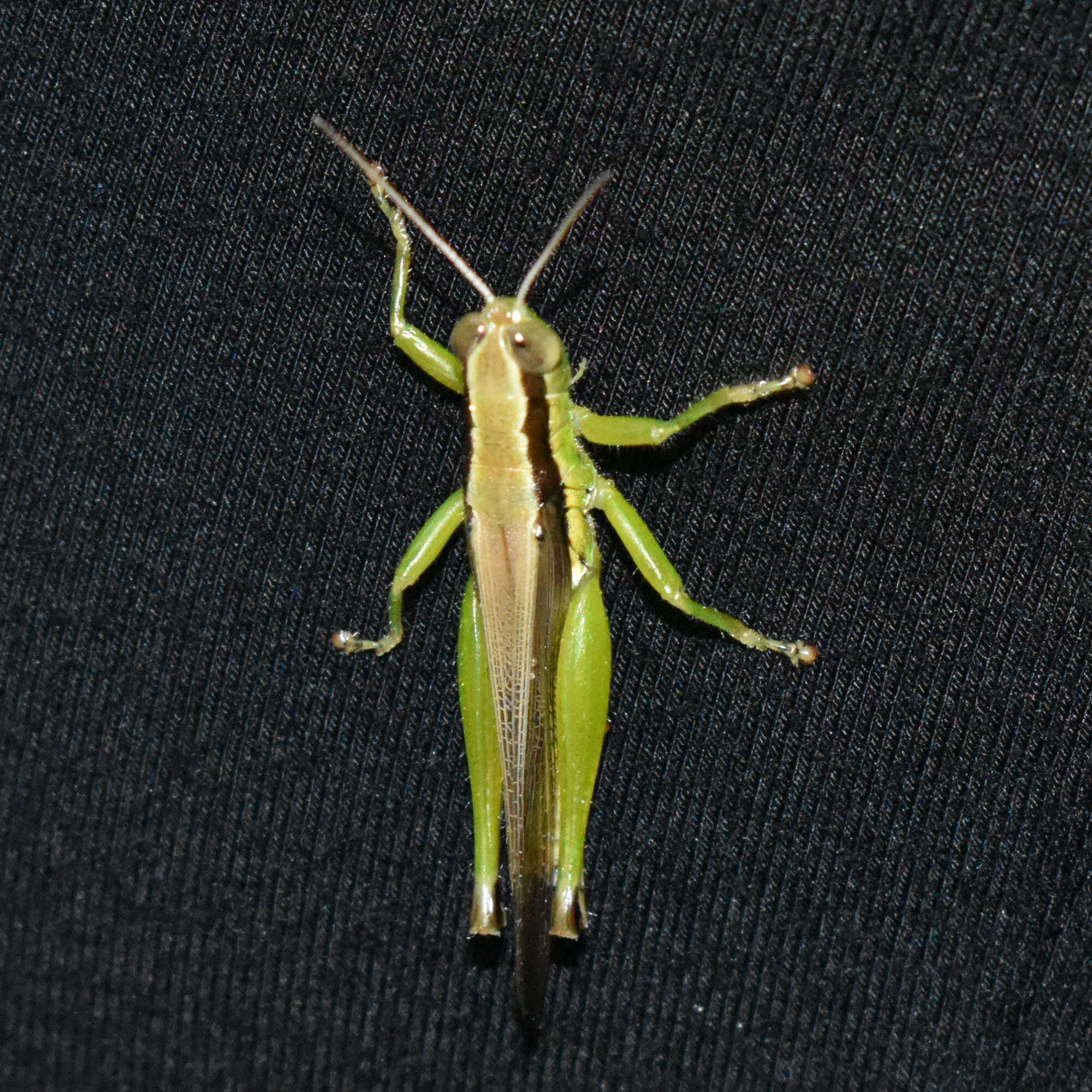 Image of Grasshopper