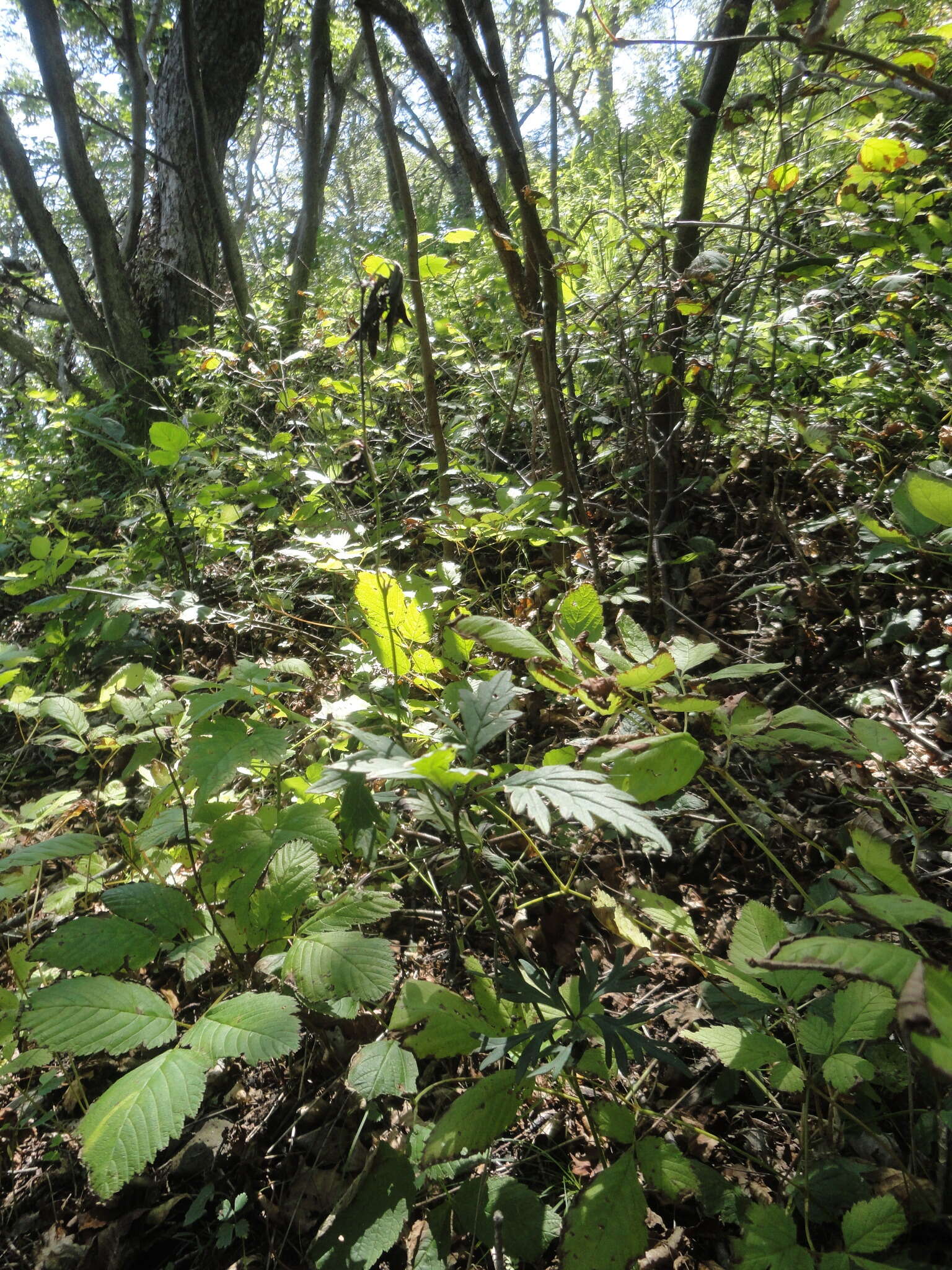 Image of Aconitum stoloniferum Vorosh.