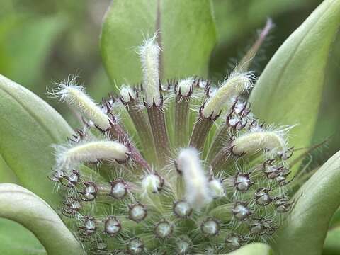 Image of Monarda austroappalachiana Floden