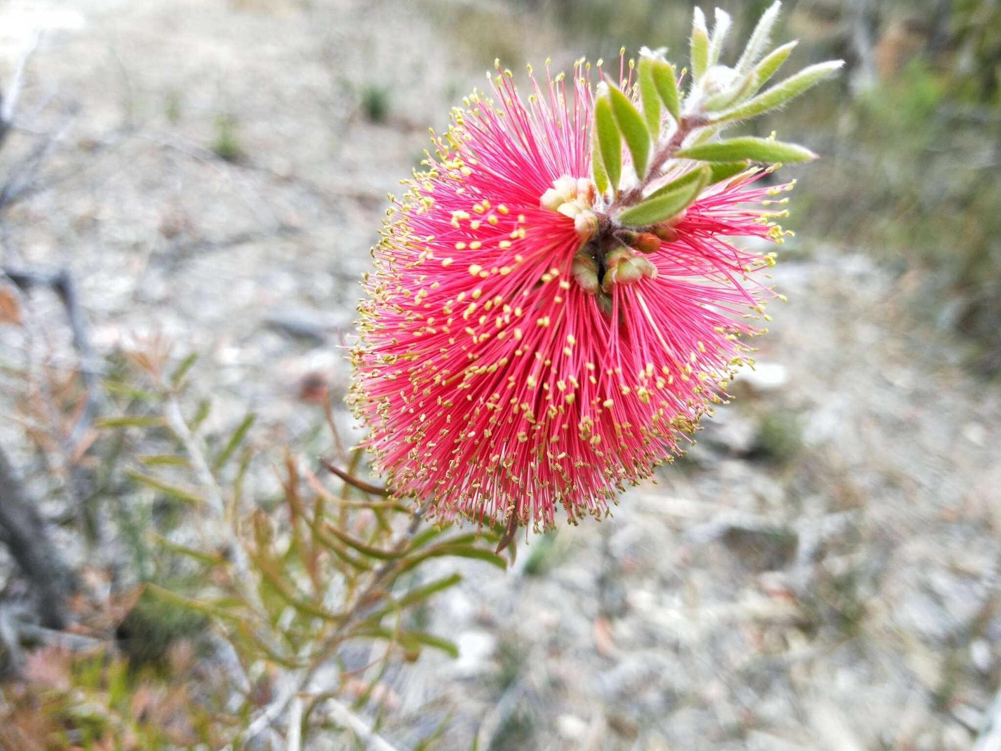 Image of scarlet bottlebrush