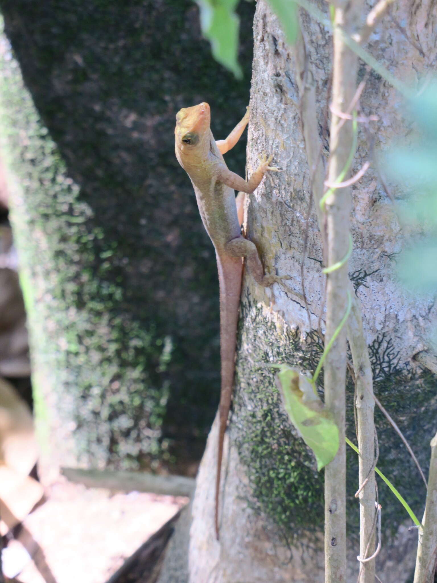 Anolis luciae Garman 1887的圖片