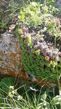 Sivun Saxifraga juniperifolia Adams kuva