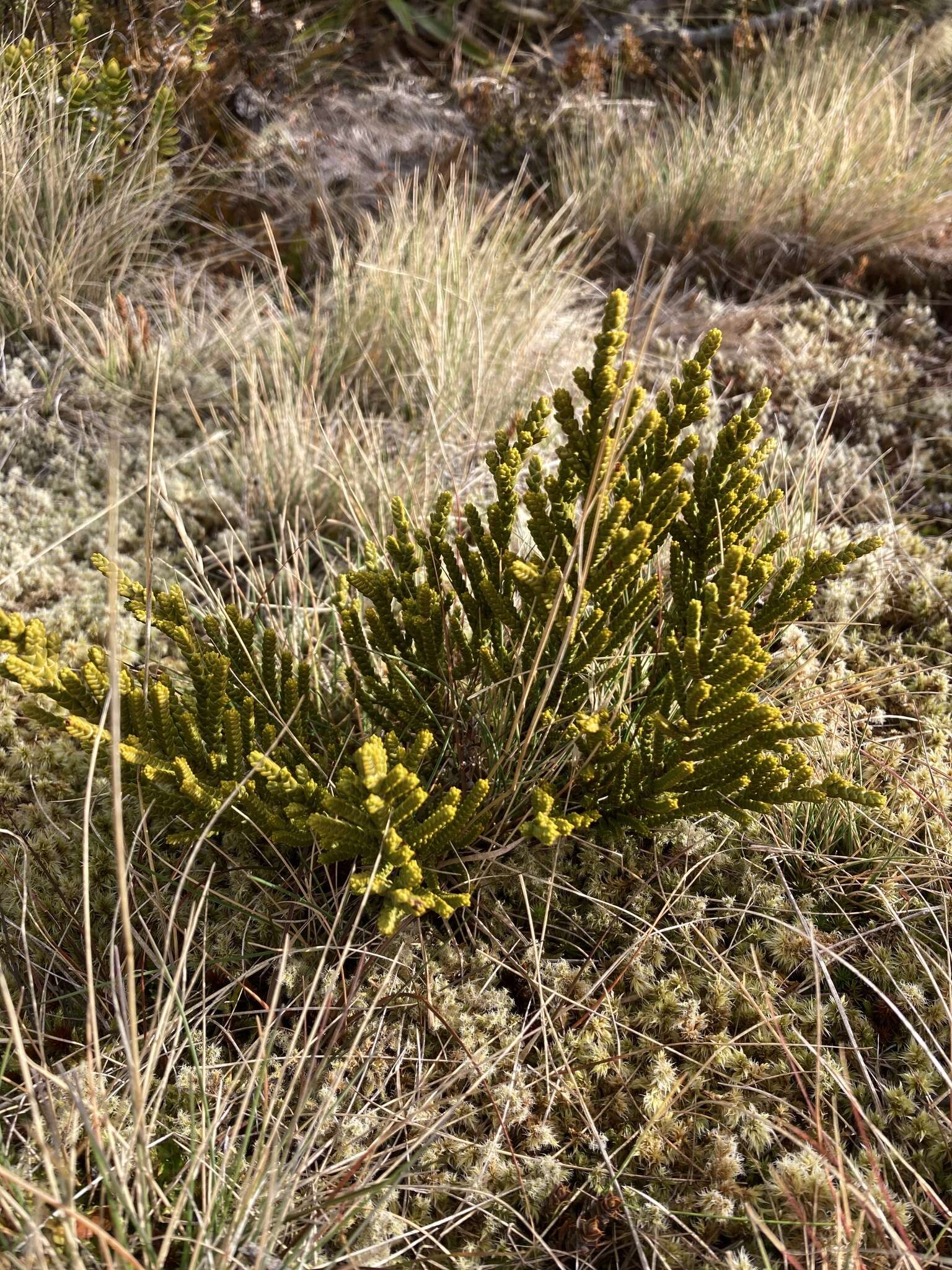 Imagem de Veronica tetragona subsp. tetragona