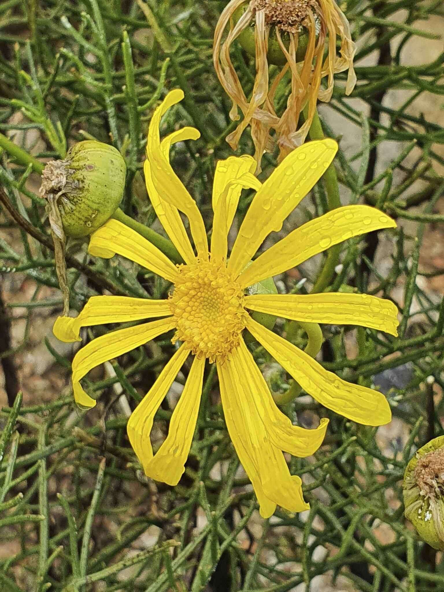 Image of Clanwilliam daisy