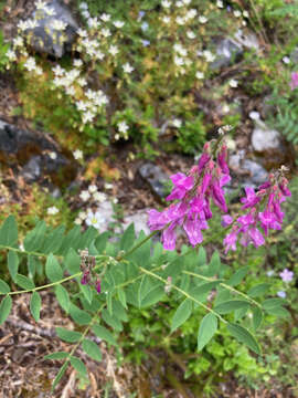 Image of western sweetvetch