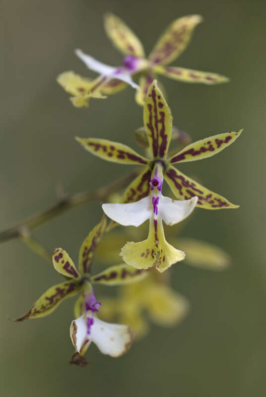 Image of Mr. Stamford’s Epidendrum