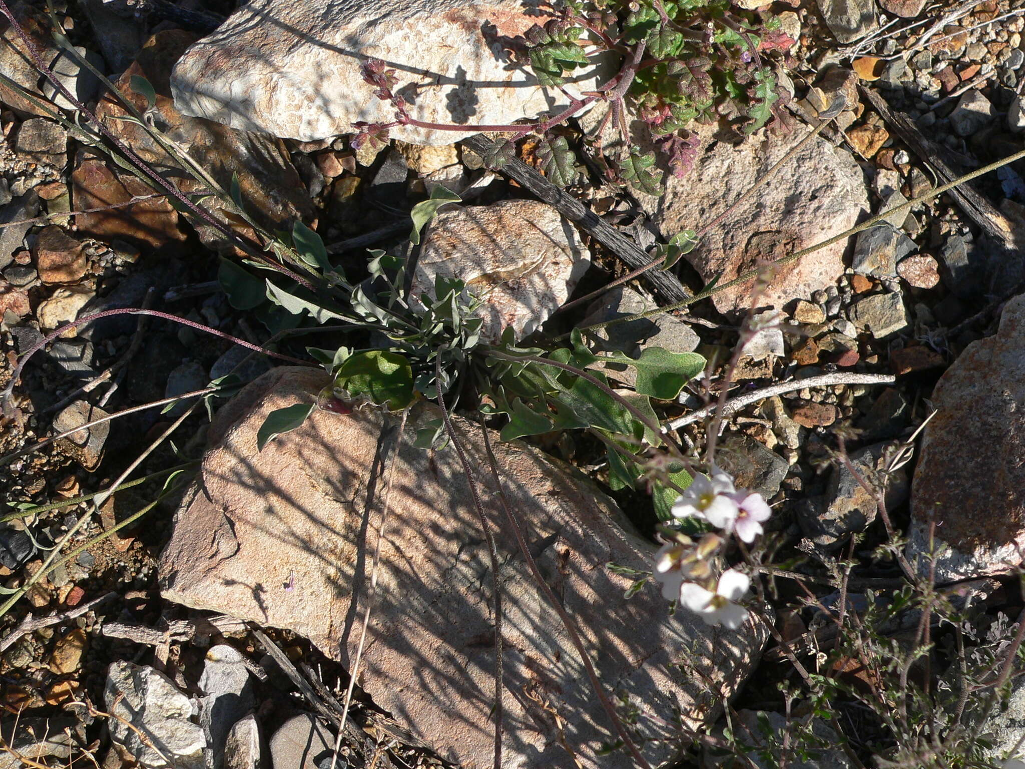 Image of rose bladderpod