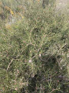 Image of Hakea circumalata Meissn.