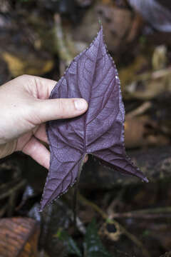 Image of Chlorospatha atropurpurea (Madison) Madison