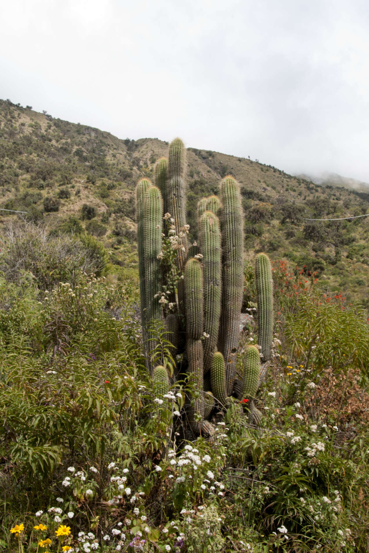 Echinopsis tunariensis (Cárdenas) H. Friedrich & G. D. Rowley resmi