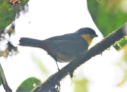 Image of Purplish-mantled Tanager