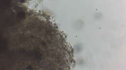 Image de Trechispora hymenocystis (Berk. & Broome) K. H. Larss. 1994