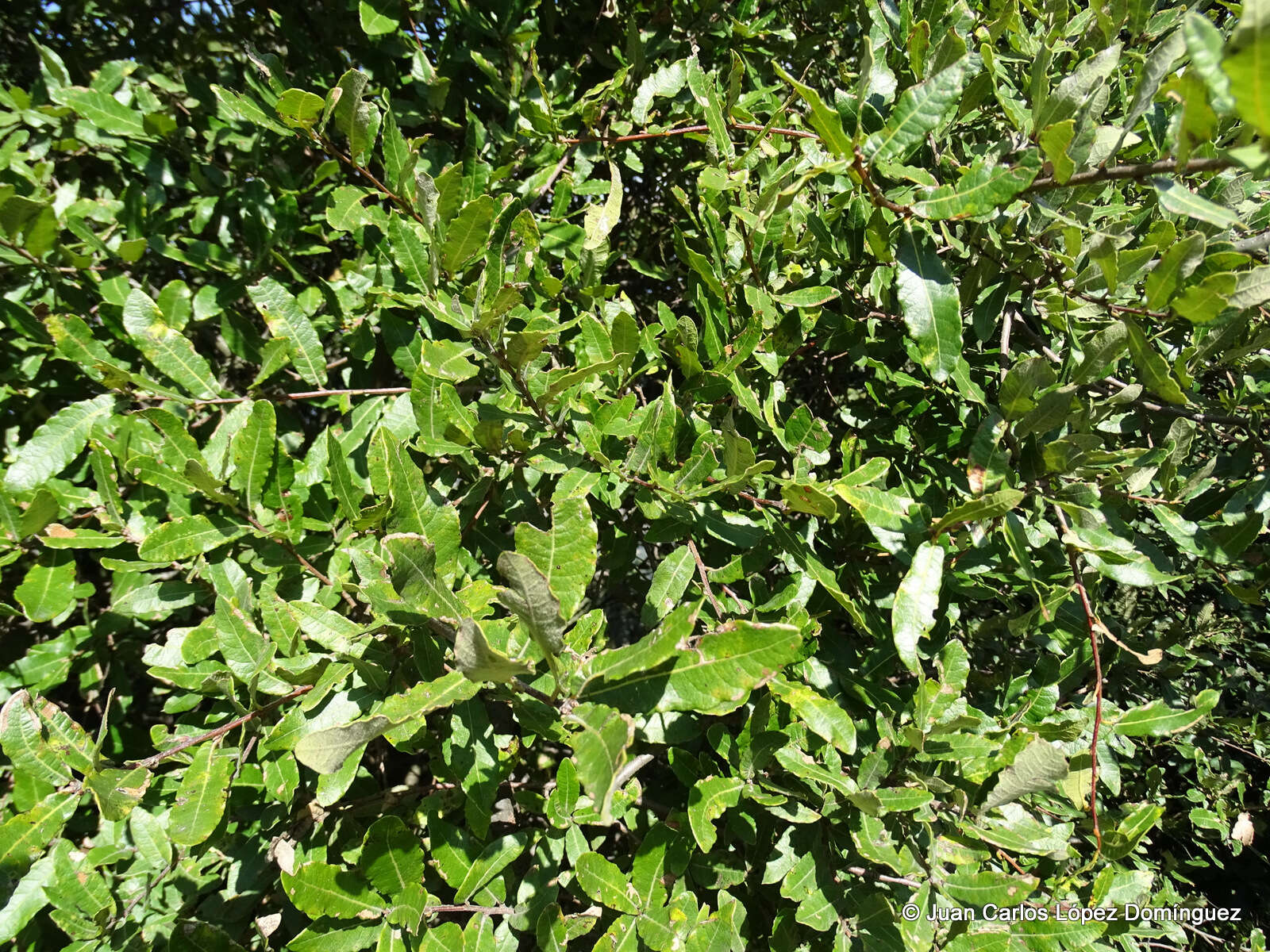 Image of Quercus crassipes Bonpl.