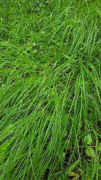 Image of quaking-grass sedge