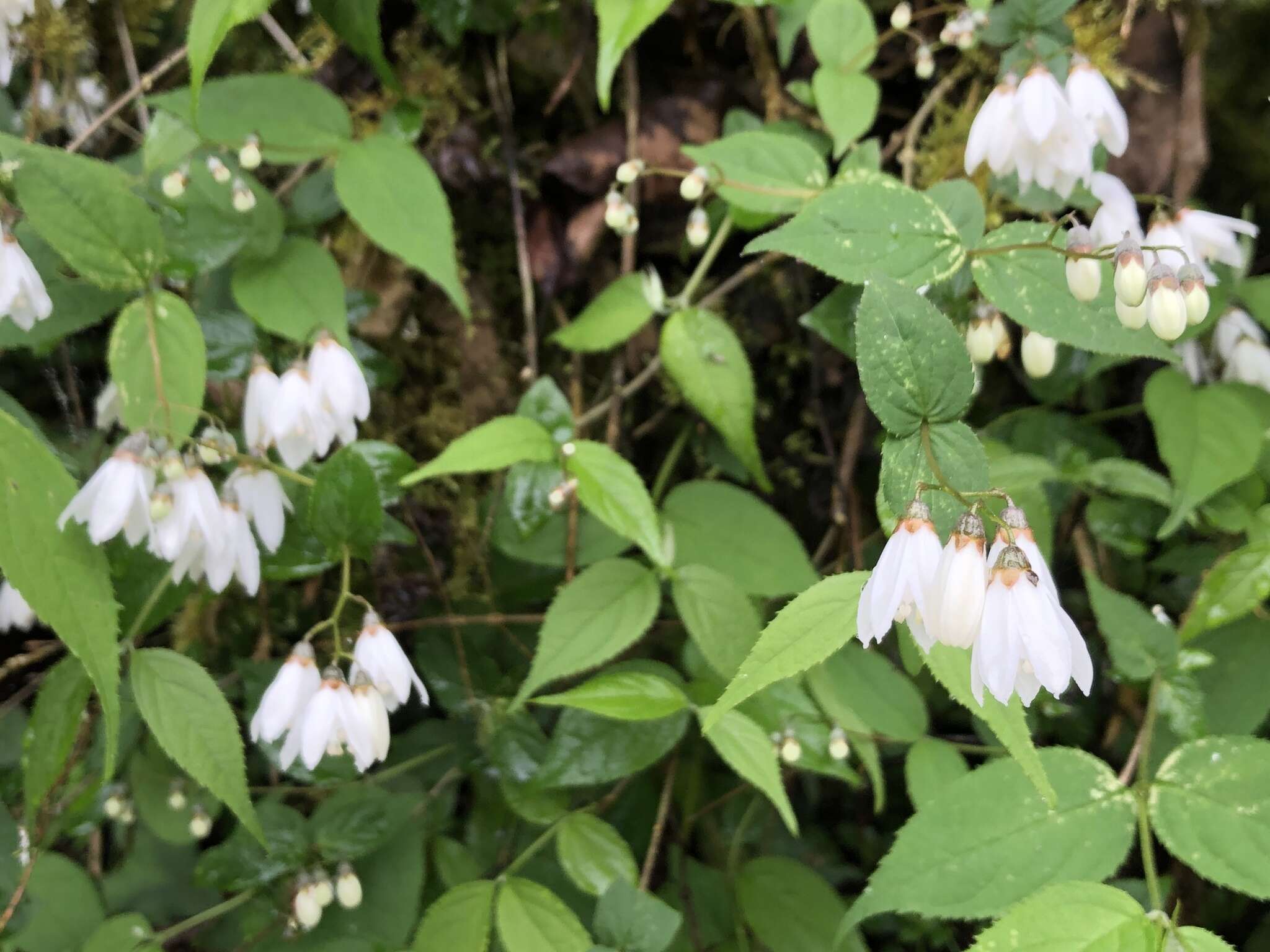 Image of Deutzia taiwanensis (Maxim.) C. K. Schneid.