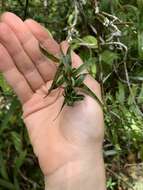 Image of Dracaena reflexa var. parvifolia Thouars ex H. Perrier