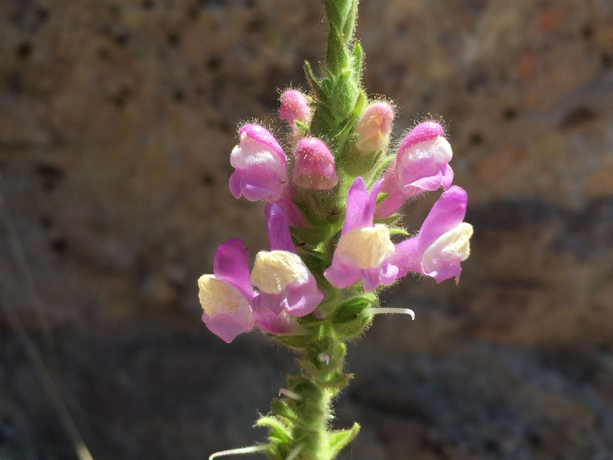 Sivun Antirrhinum thompsonii D. J. Keil kuva