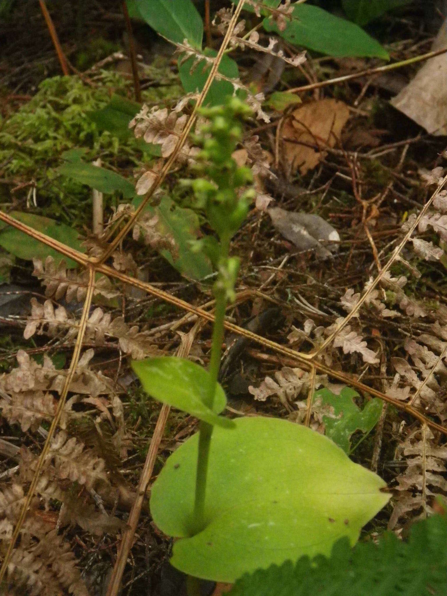 Image of Gennaria diphylla (Link) Parl.