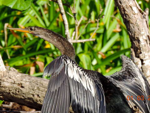 Plancia ëd Anhinga Brisson 1760