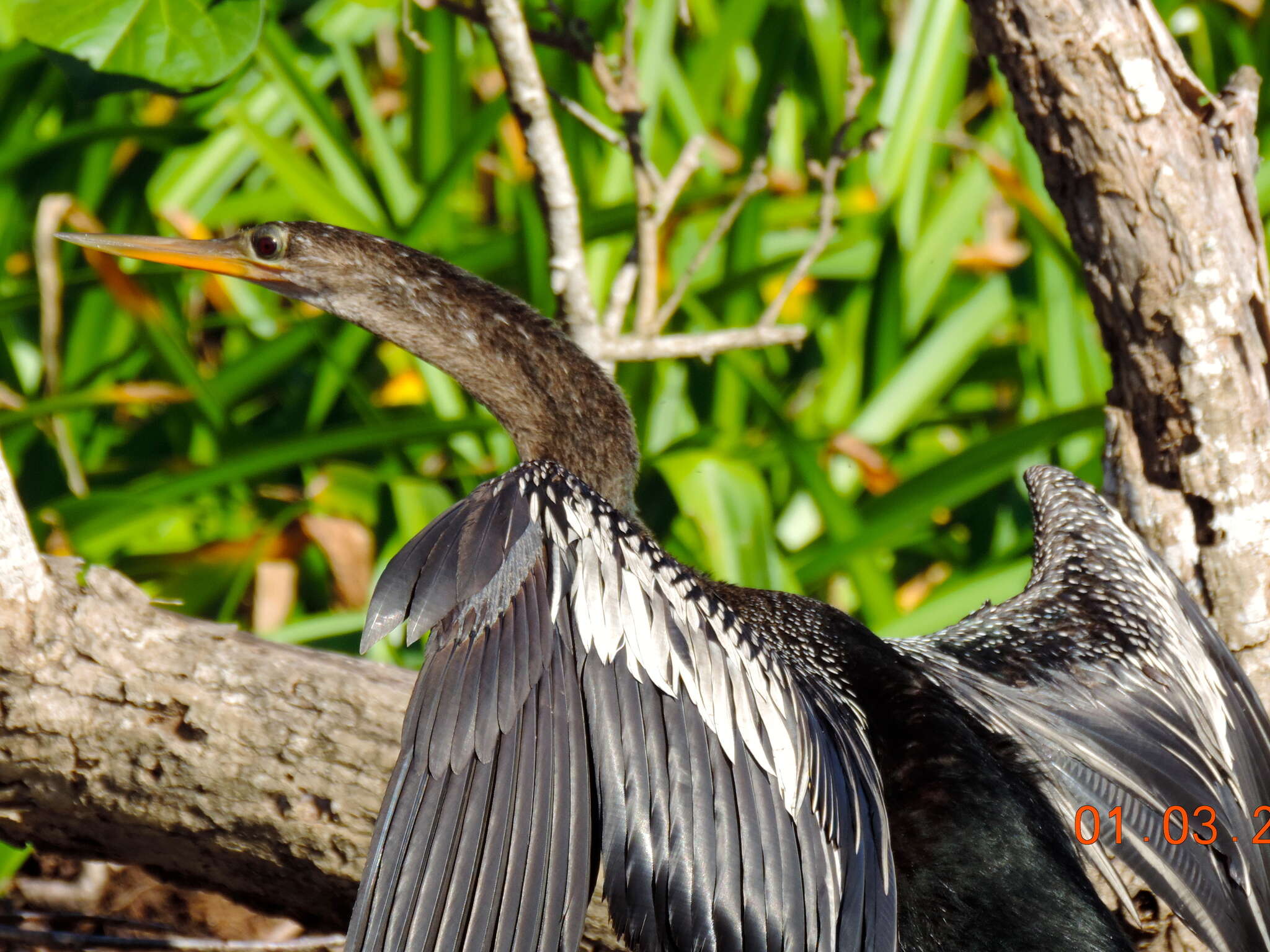 Image of Anhinga Brisson 1760