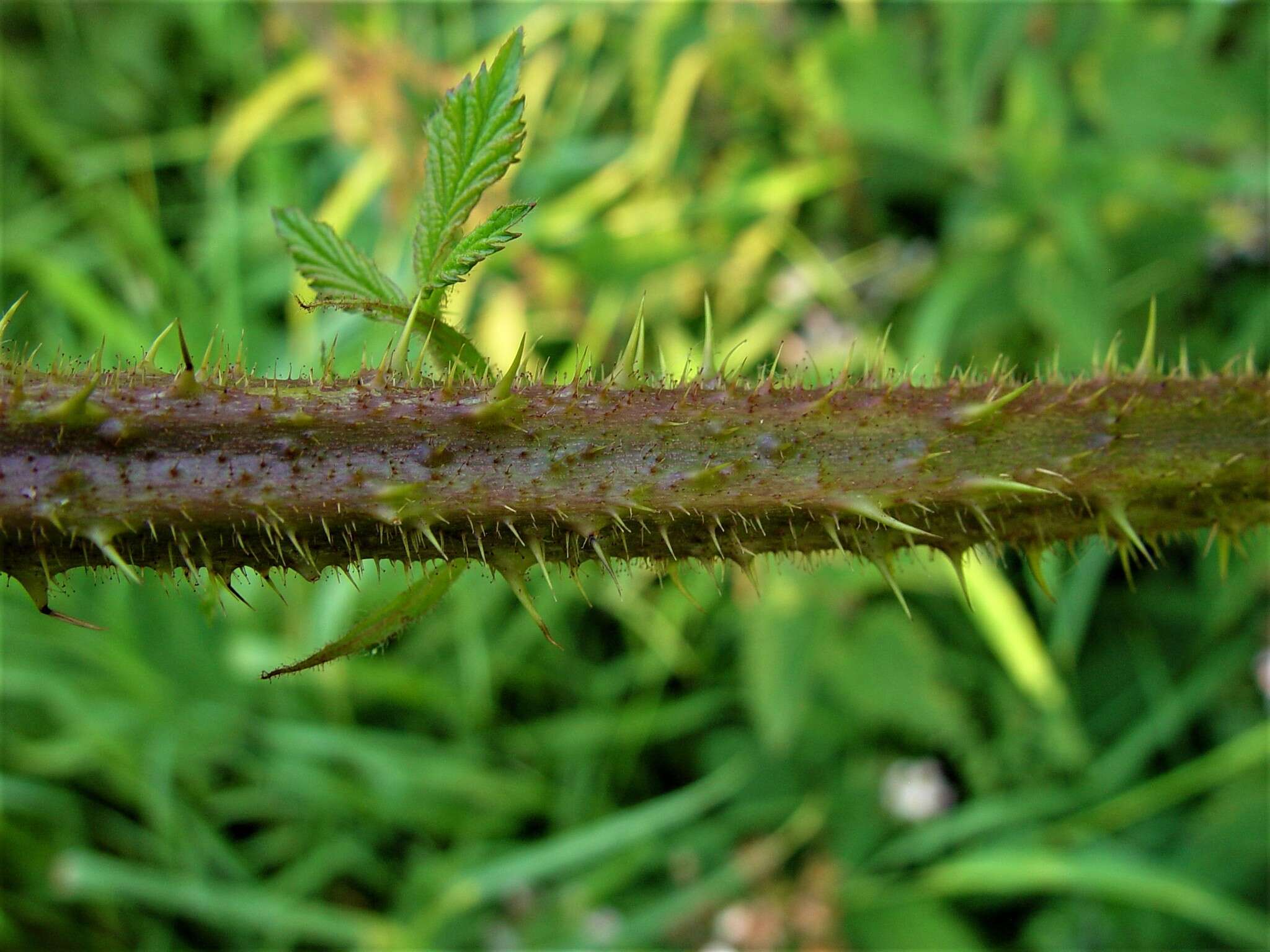 Image of Rubus hylocharis W. C. R. Watson