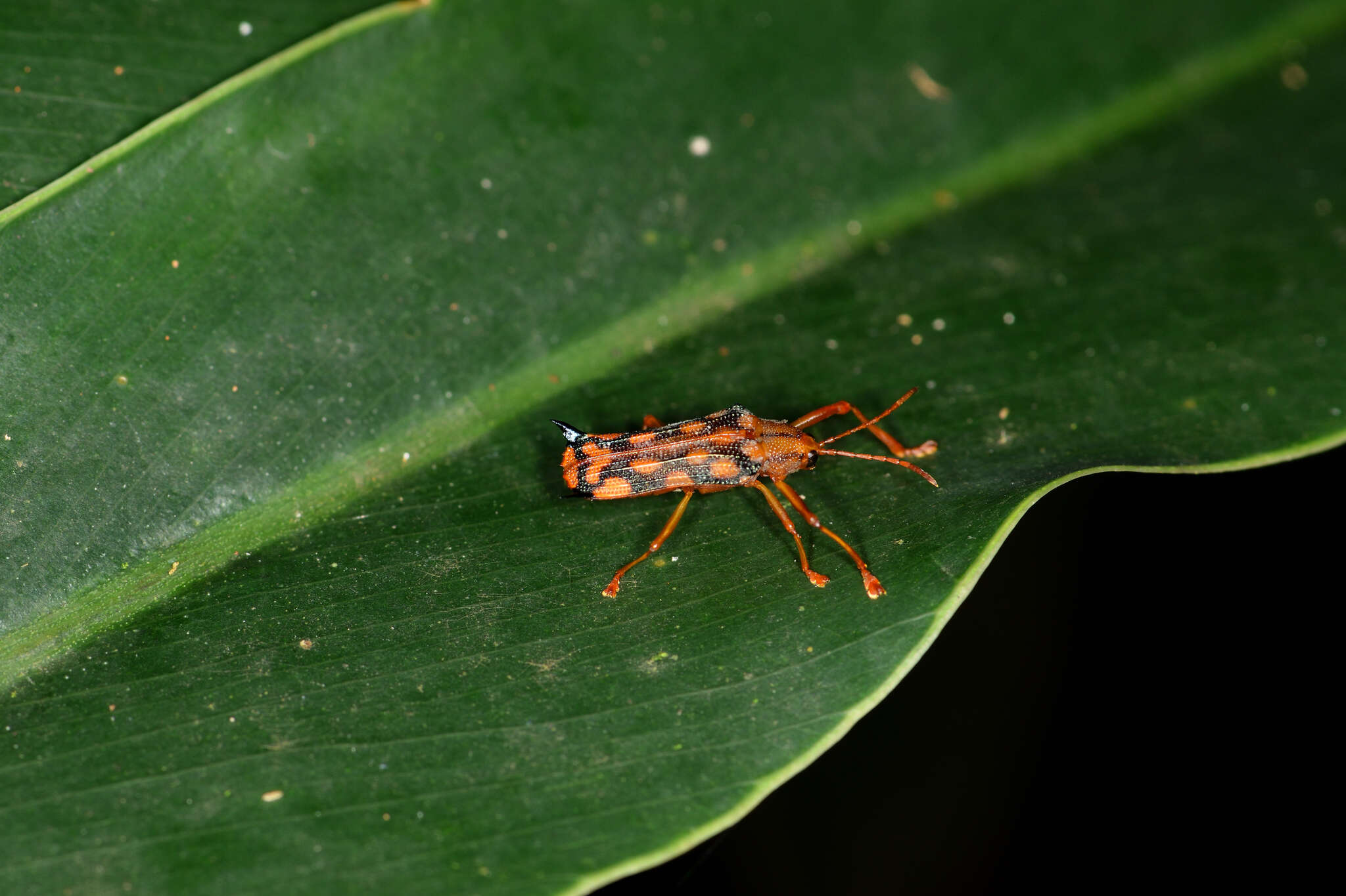 Image of Sceloenopla pretiosa (Baly 1858)