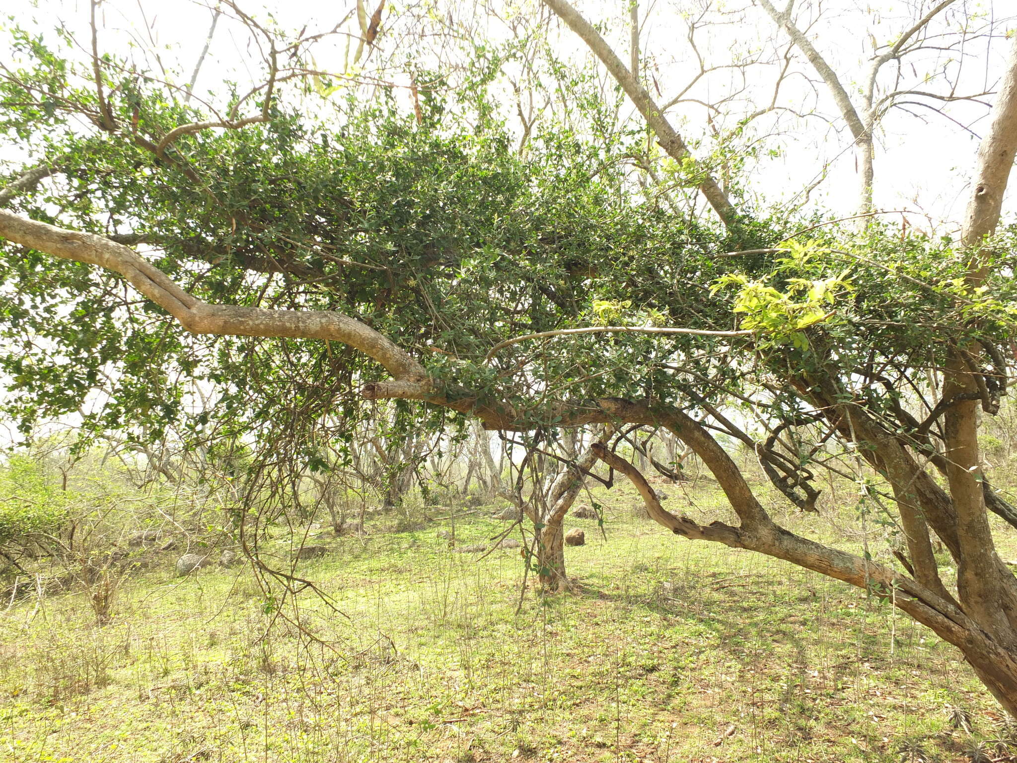 Image of Cadaba fruticosa (L.) Druce