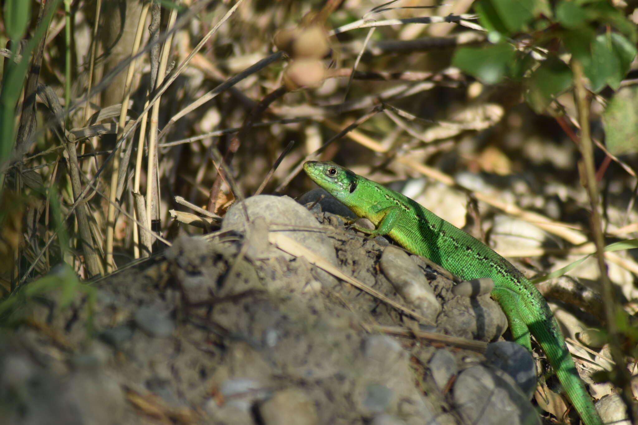 Image of Lacerta bilineata bilineata Daudin 1802