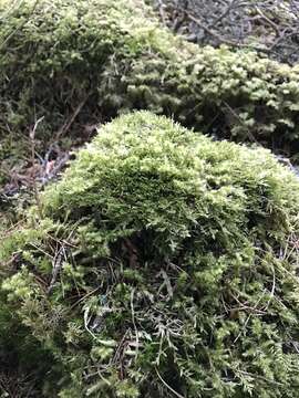 Image of hypnum moss