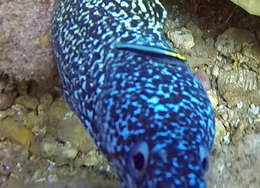 Image of Shark nose goby