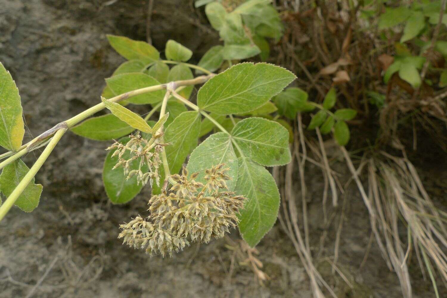 Scandia rosifolia (Hook.) J. W. Dawson resmi