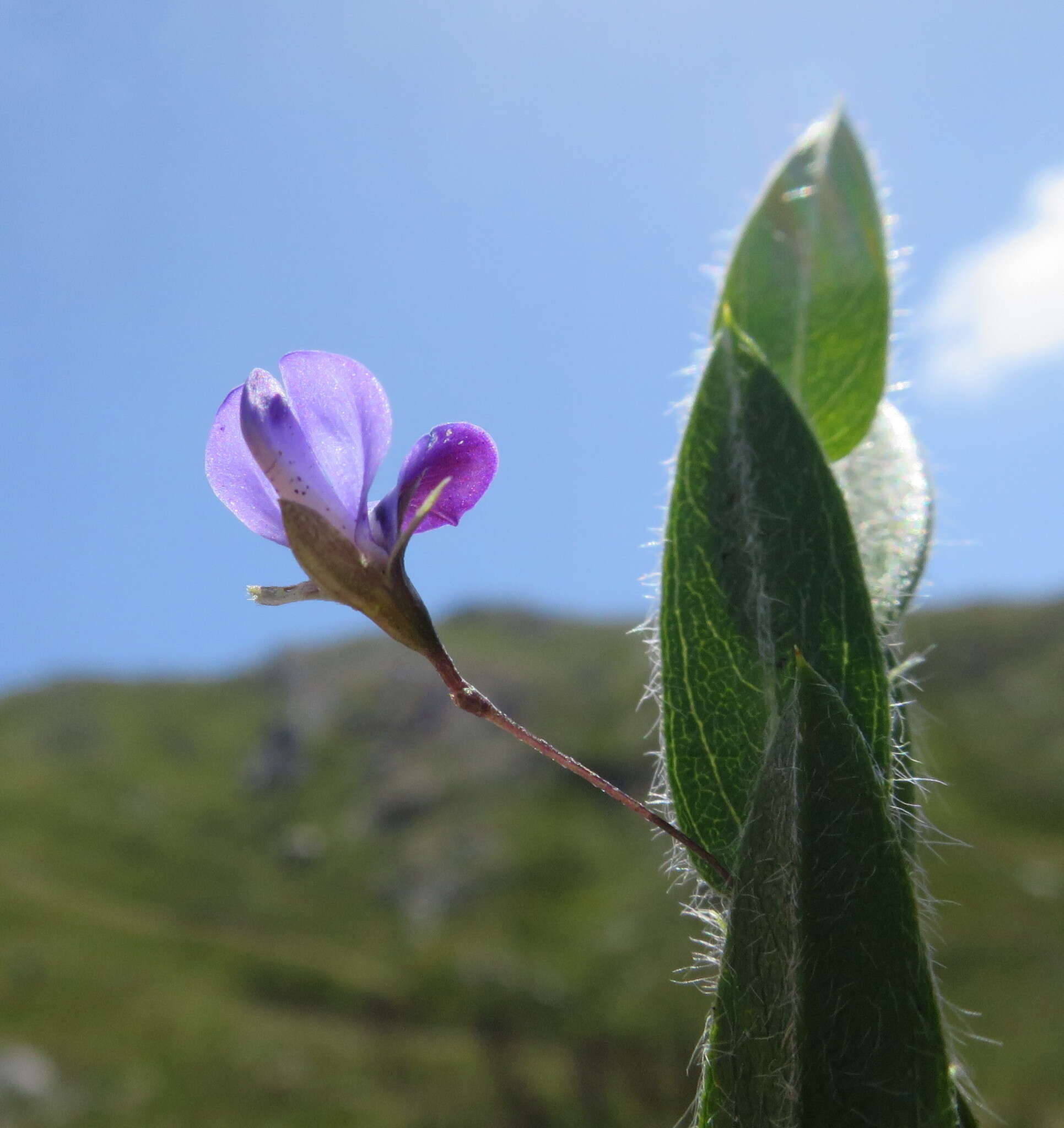 Psoralea plauta C. H. Stirt. resmi