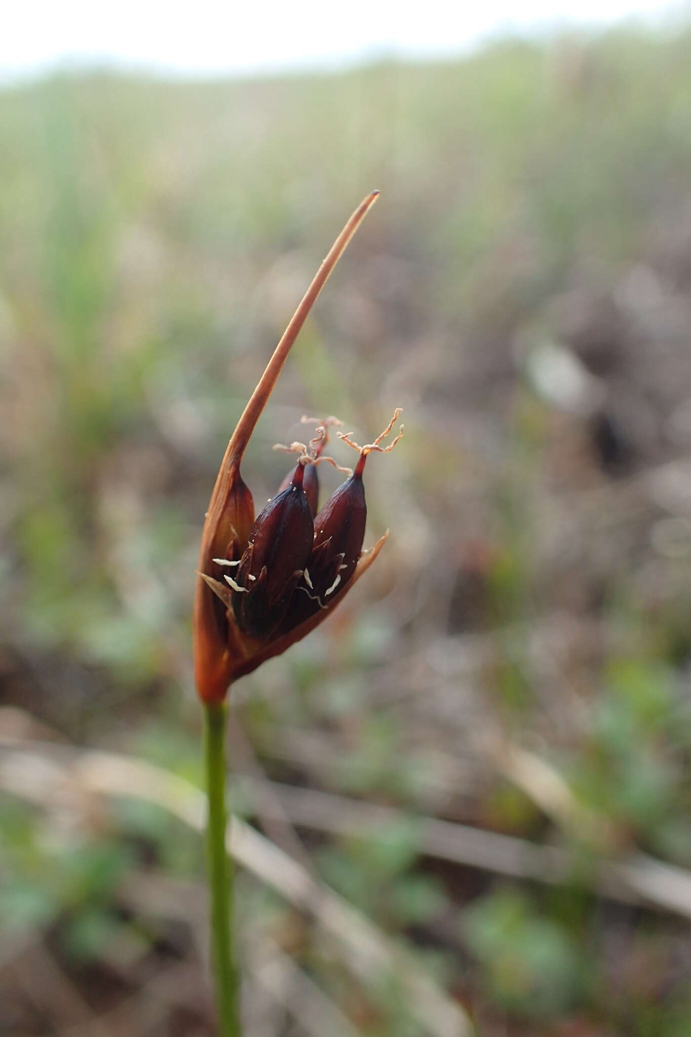 Imagem de Juncus castaneus Sm.