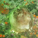 Image of hairy tennis ball horny sponge