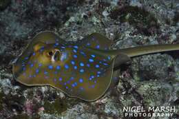 Image of Oceania fantail ray