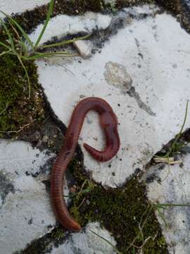 Image of Earthworm