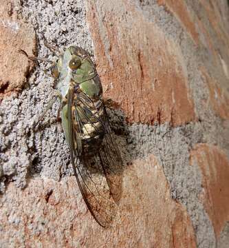 Imagem de Platylomia larus (Walker & F. 1858)