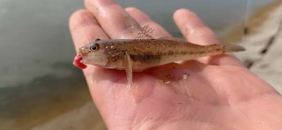 Image of monkey goby