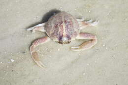 Image of Mottled Purse Crab