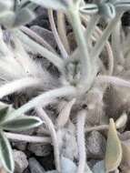 Image of Mono Lake lupine